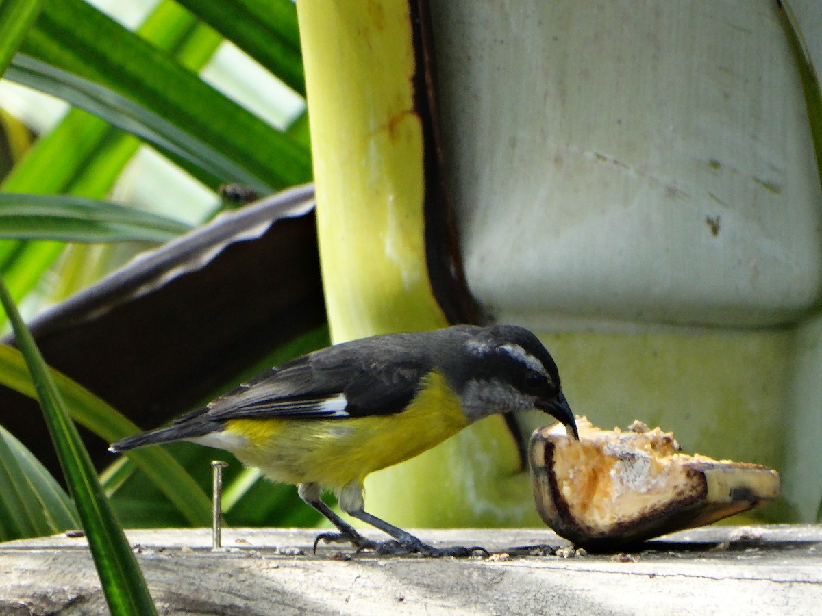 Bananaquit (Continental) - ML635521548