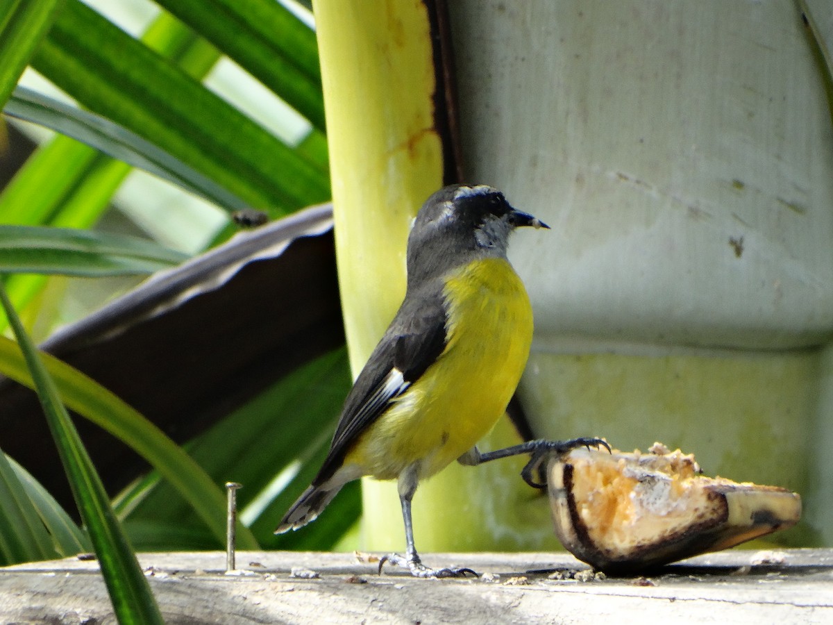 Bananaquit (Continental) - ML635521549