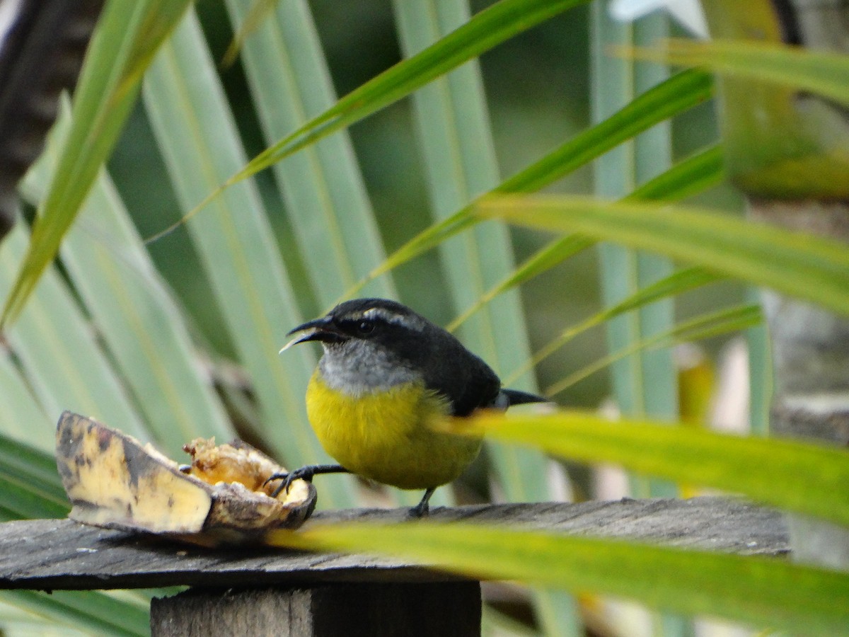 Bananaquit (Continental) - ML635521550
