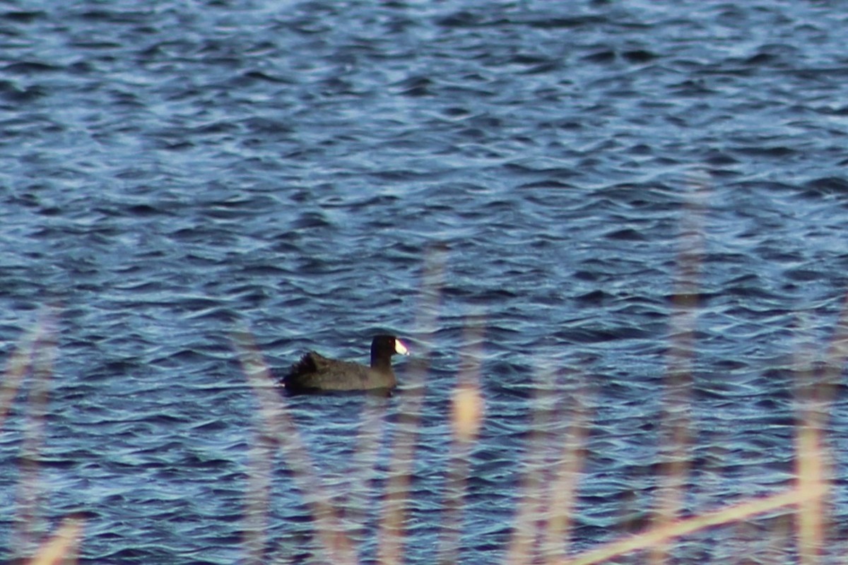 American Coot - ML635521567