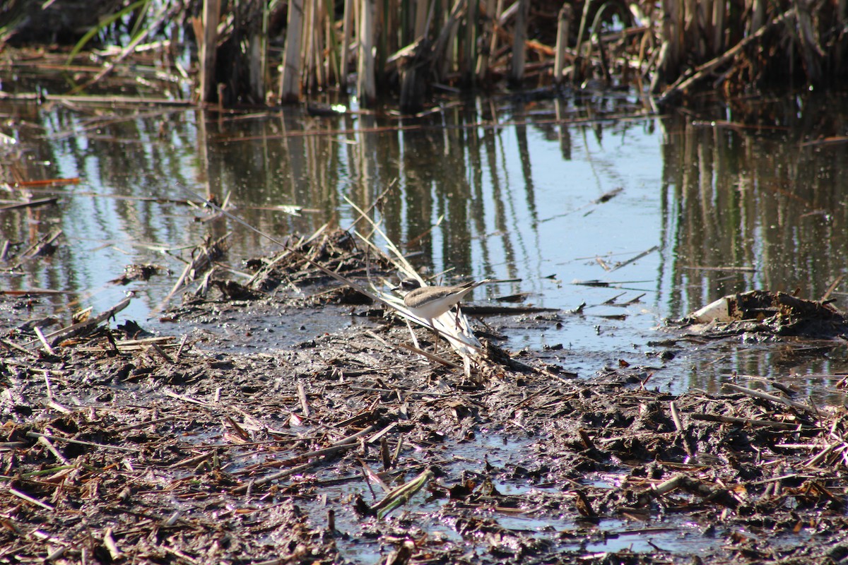 Killdeer - ML635521575