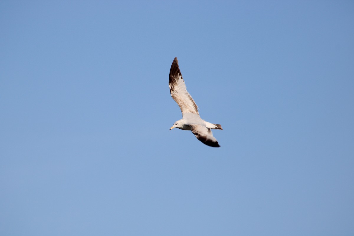 Ring-billed Gull - ML635521588