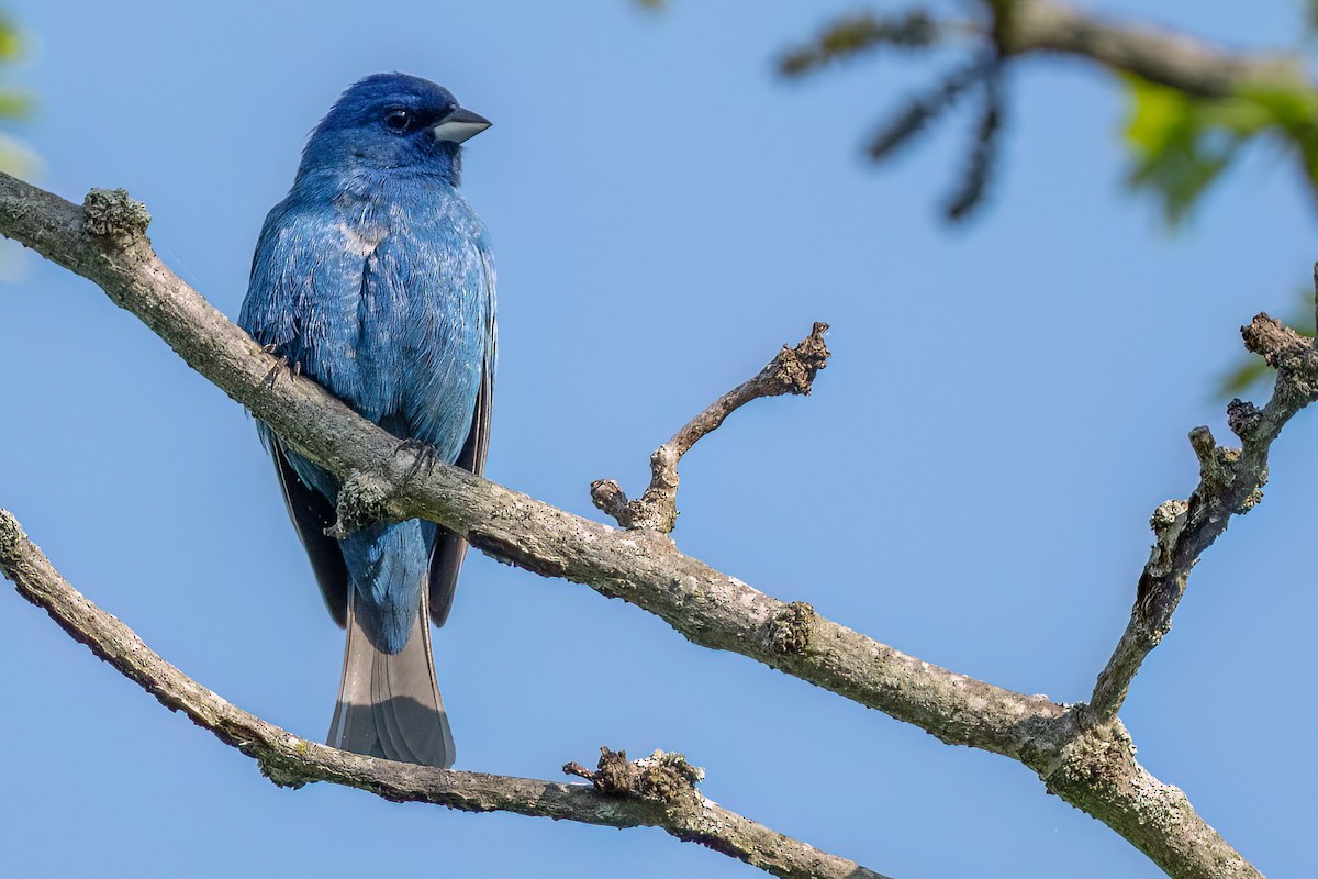 Indigo Bunting - ML635521603