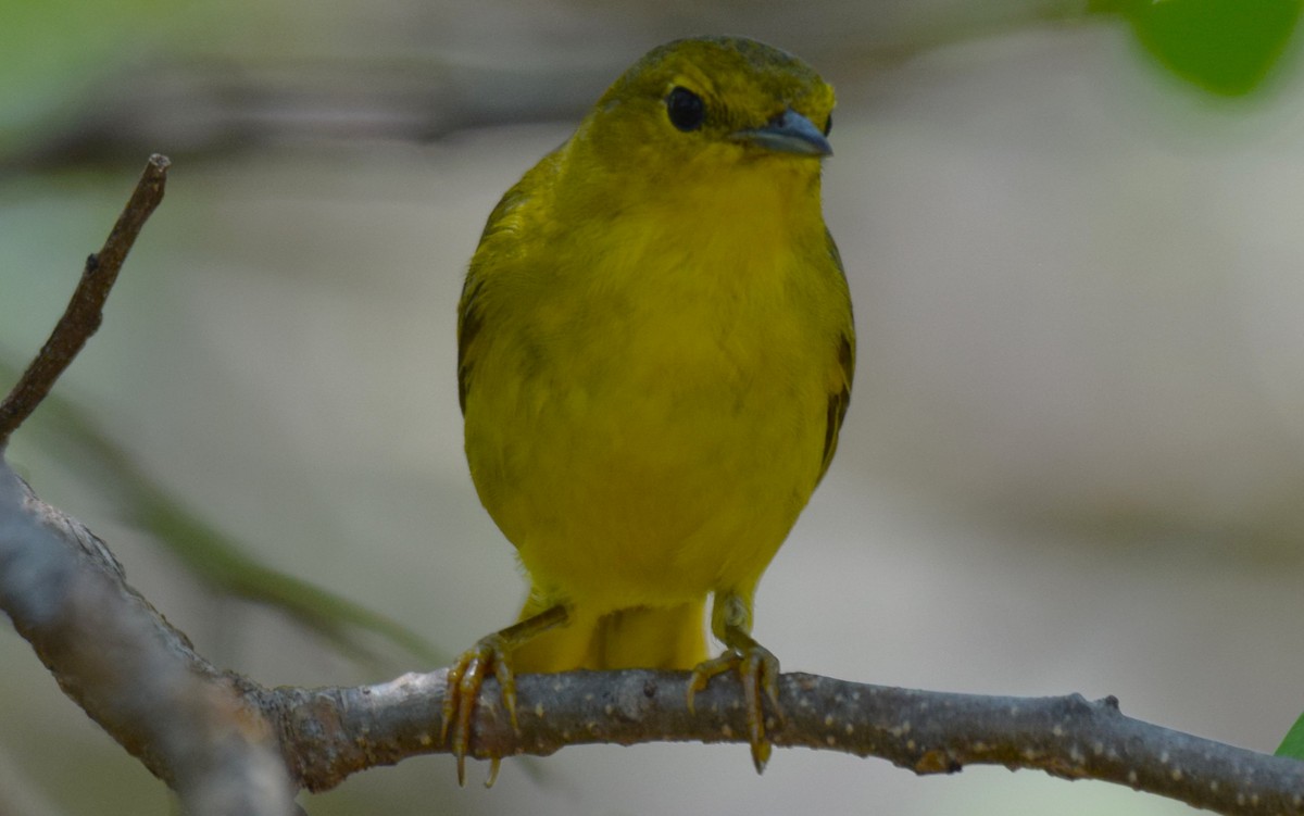Yellow Warbler (Mangrove) - ML635521626