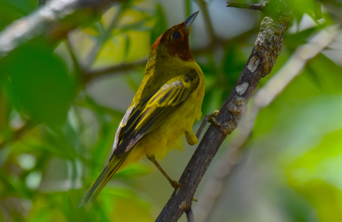 Yellow Warbler (Mangrove) - ML635521627