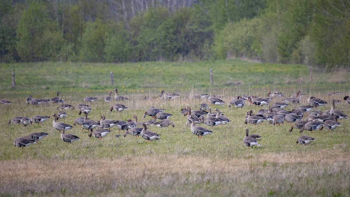 Манхин галуу - ML635521628