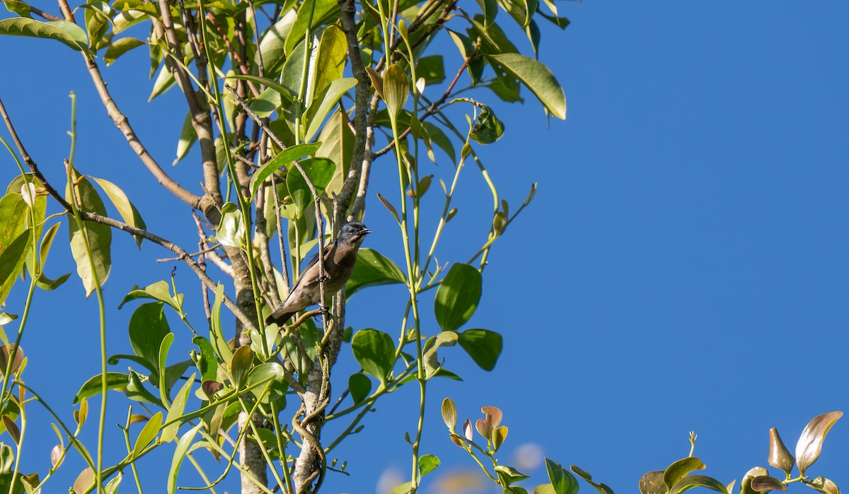 Whiskered Flowerpecker - ML635521648