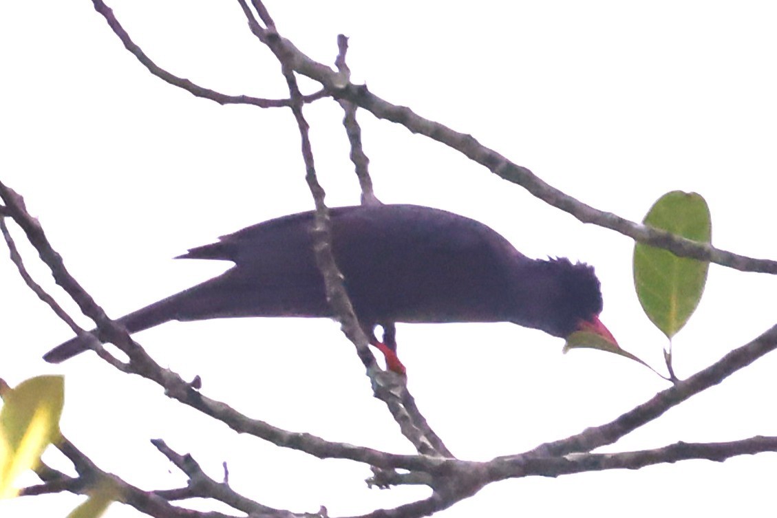 Square-tailed Bulbul - ML635521658