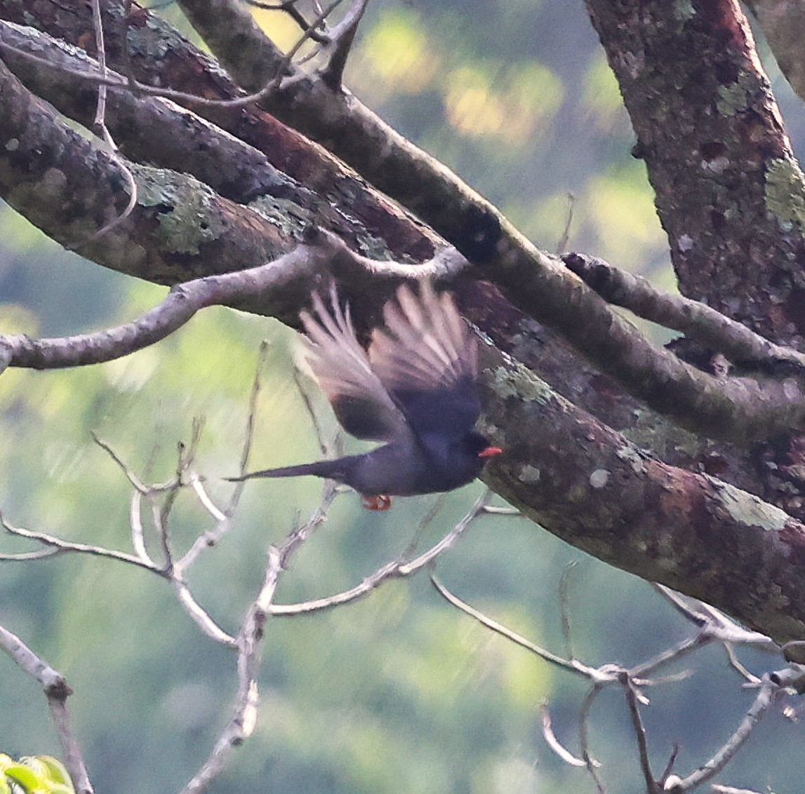 Square-tailed Bulbul - ML635521659