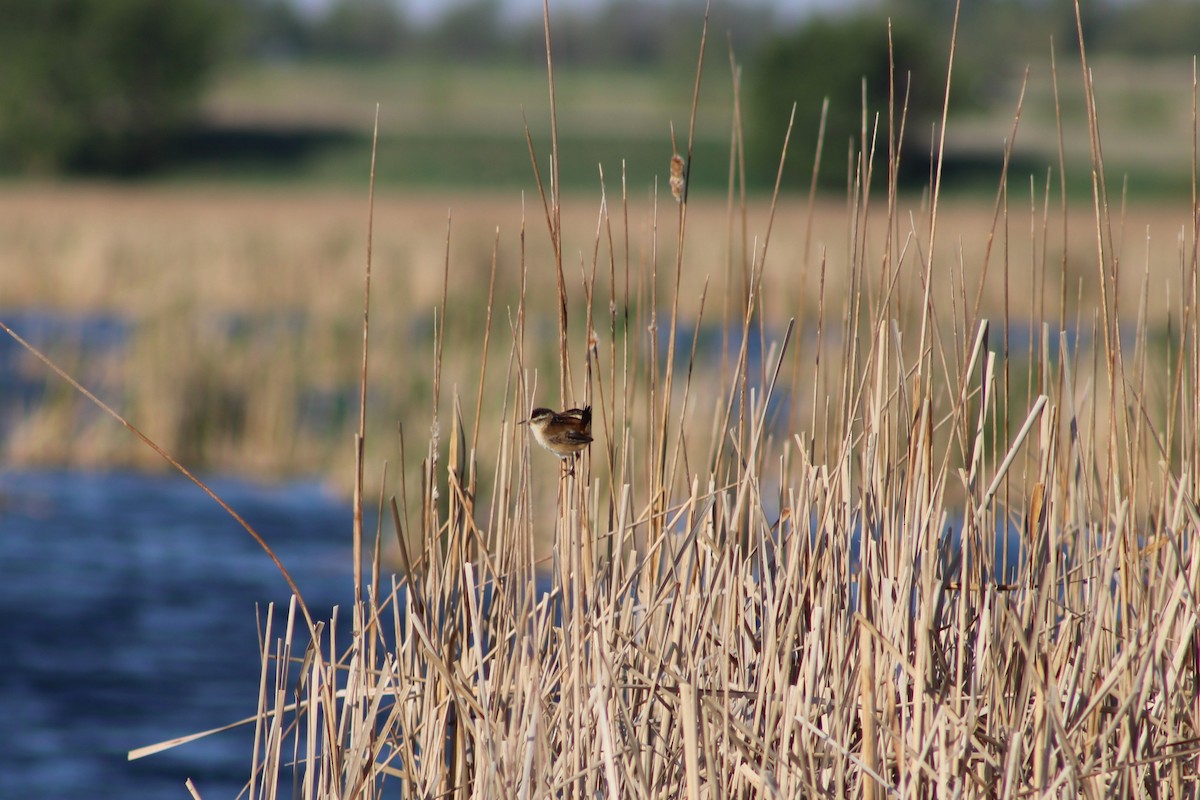 Marsh Wren - ML635521660