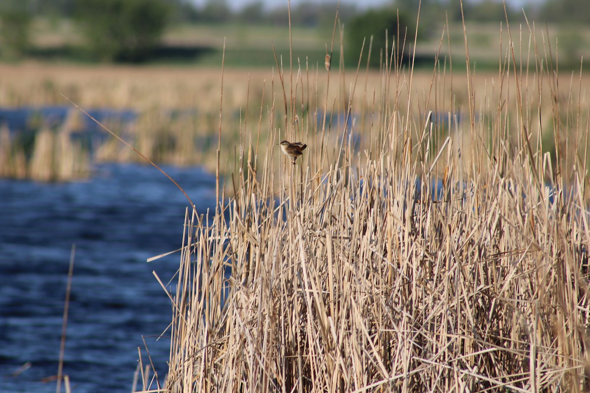 Marsh Wren - ML635521661
