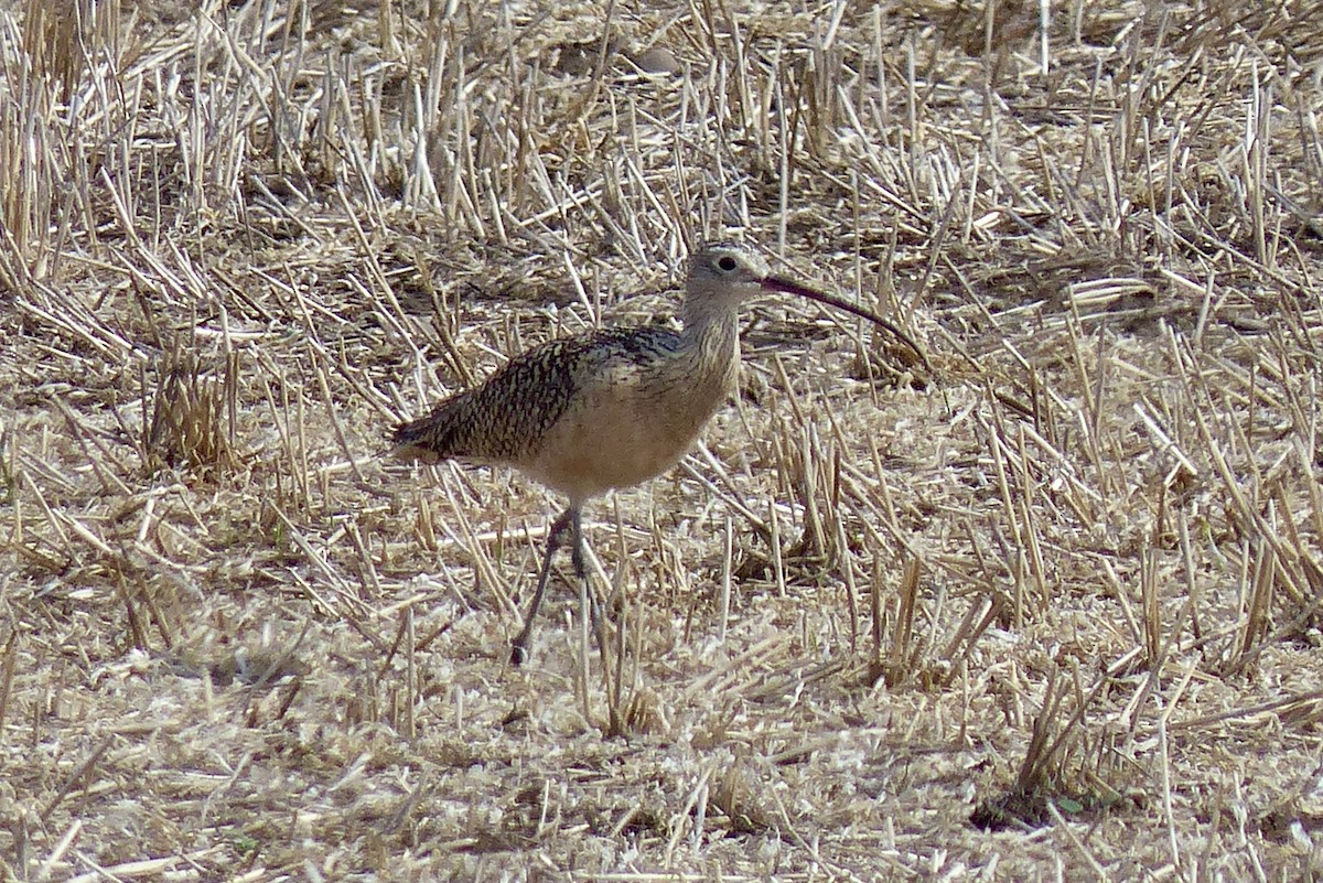 Long-billed Curlew - ML635521667