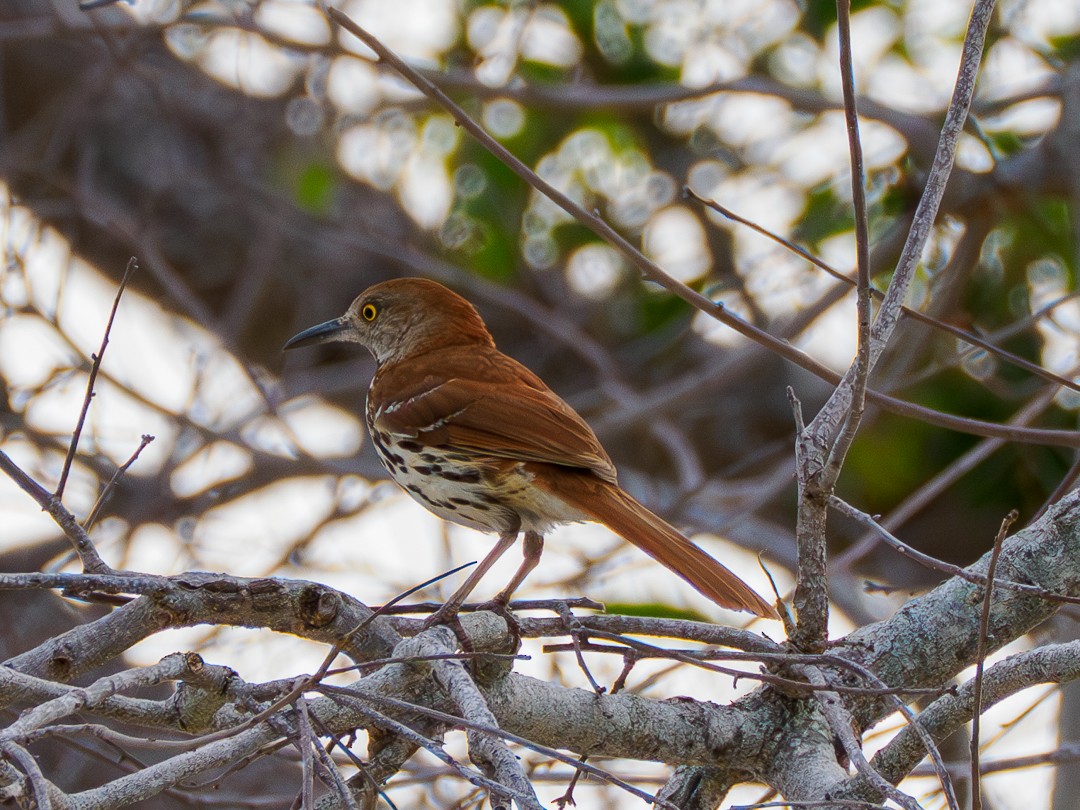Brown Thrasher - ML635521711
