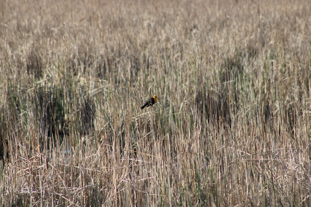Yellow-headed Blackbird - ML635521733