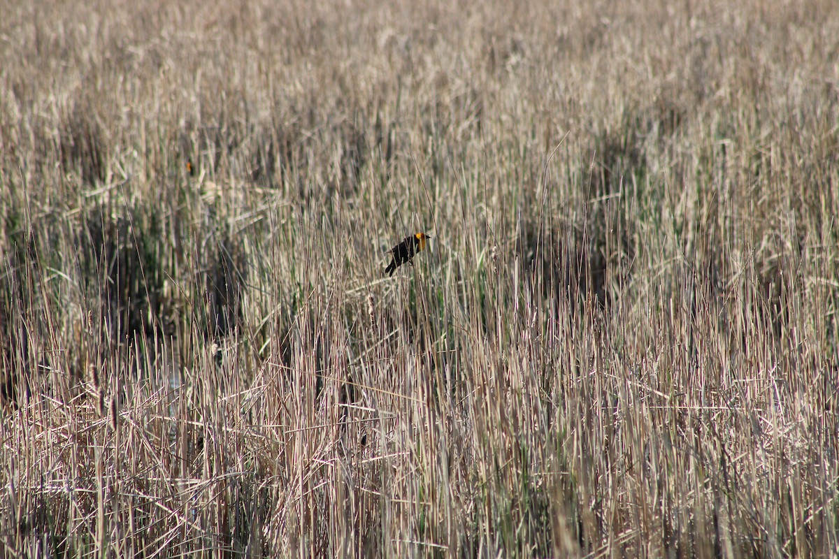 Yellow-headed Blackbird - ML635521734