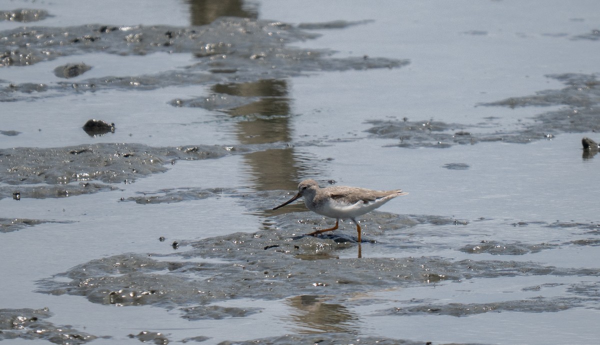 Terek Sandpiper - ML635521736