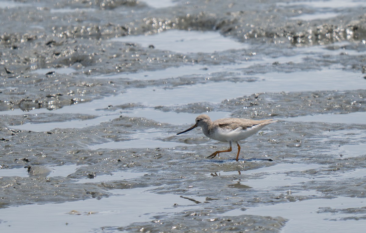 Terek Sandpiper - ML635521737