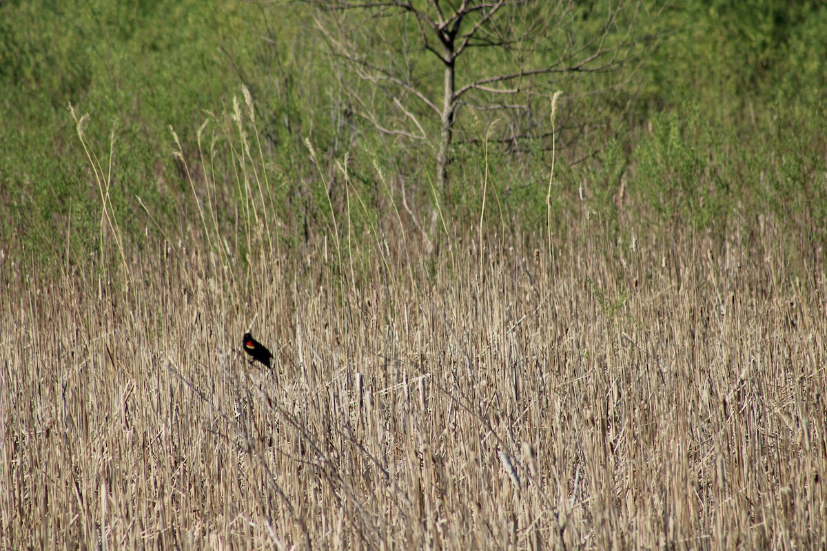 Red-winged Blackbird - ML635521753