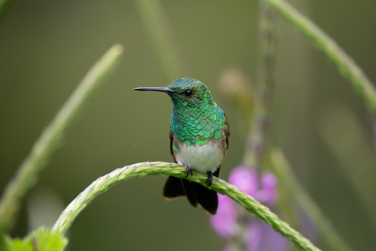 Snowy-bellied Hummingbird - ML635521802
