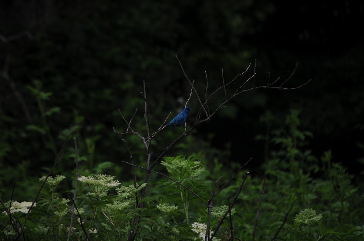 Indigo Bunting - ML635521824