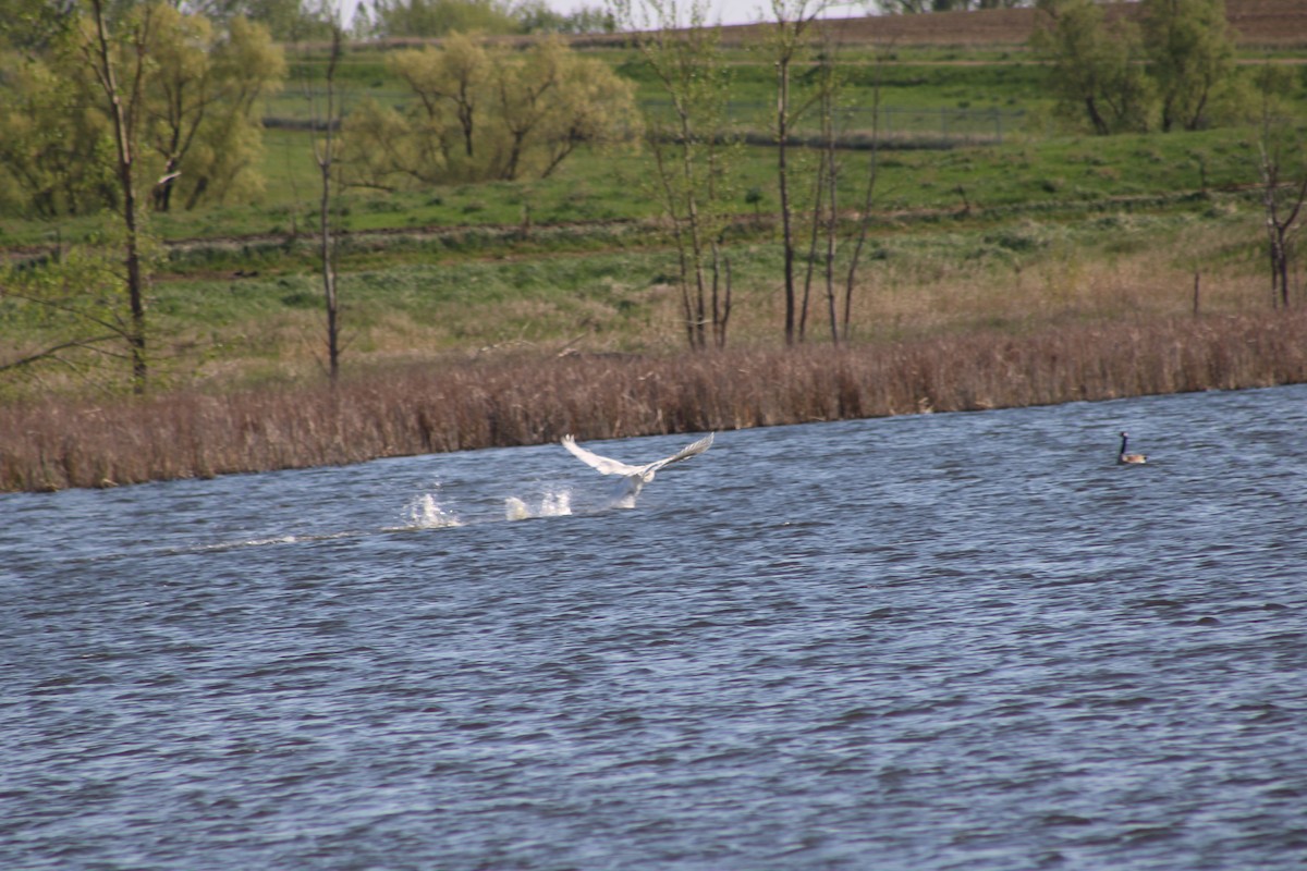 Trumpeter Swan - ML635521831