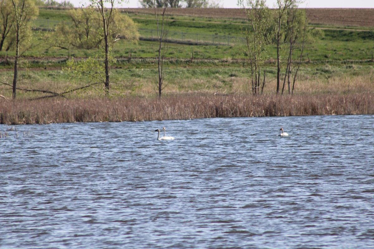 Trumpeter Swan - ML635521834