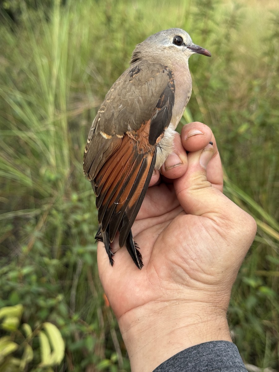 Blue-spotted Wood-Dove - ML635521845