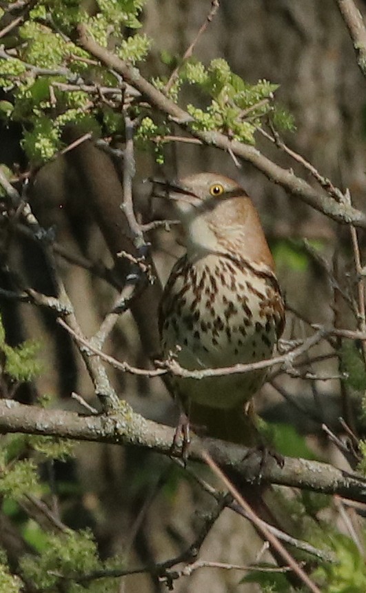Brown Thrasher - ML635521863