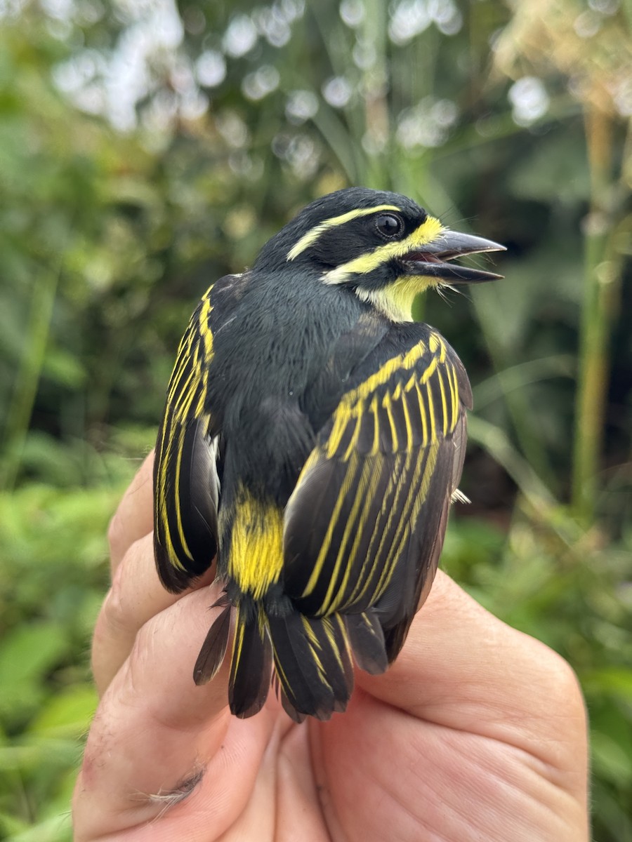 Yellow-throated Tinkerbird - ML635521922
