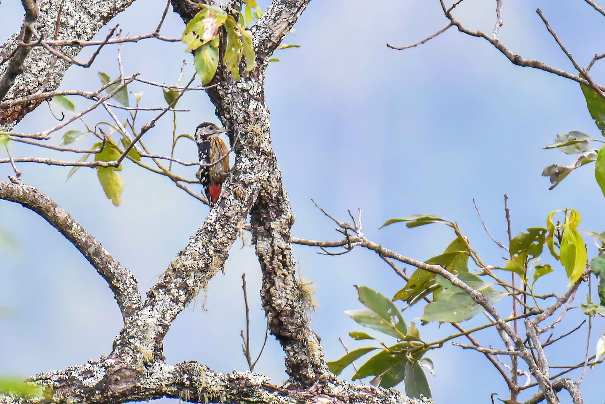 Stripe-breasted Woodpecker - ML635521925