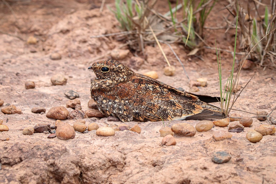 Least Nighthawk - ML635521970