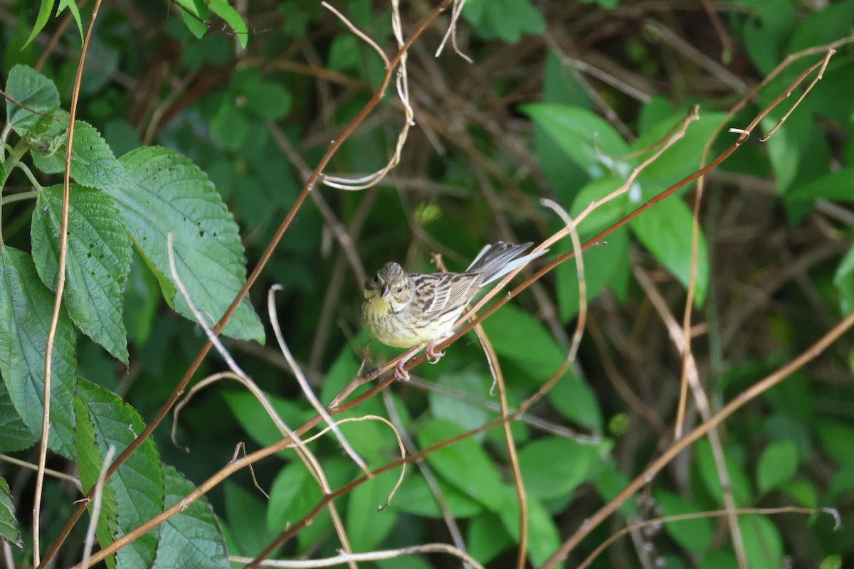 Black-faced/Masked Bunting - ML635521975