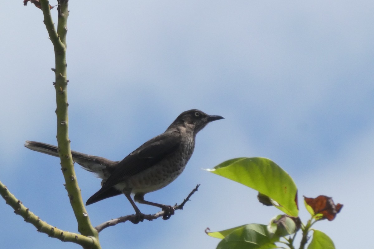 Scaly-breasted Thrasher - ML635521991