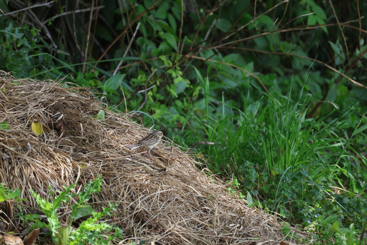 Black-faced/Masked Bunting - ML635522010