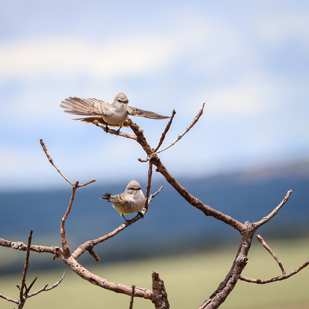 Chapada Flycatcher - ML635522066