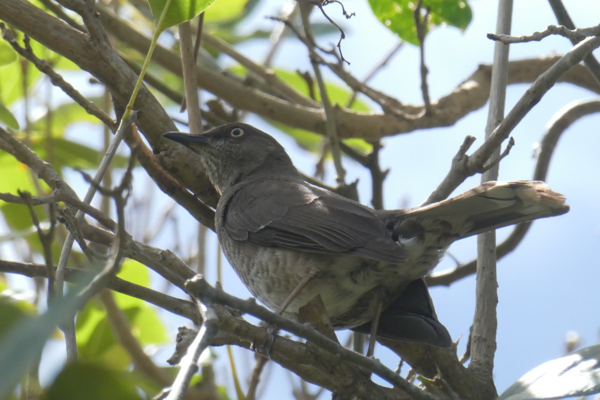Scaly-breasted Thrasher - ML635522073