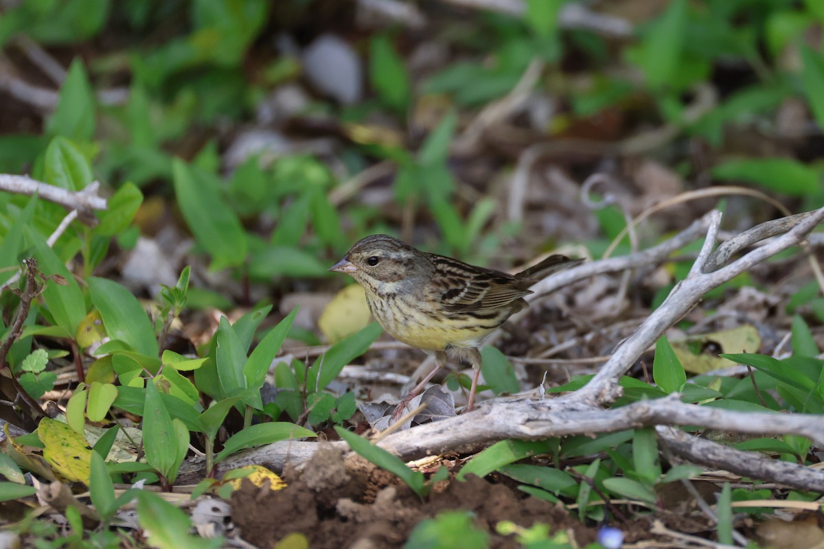 Black-faced/Masked Bunting - ML635522074