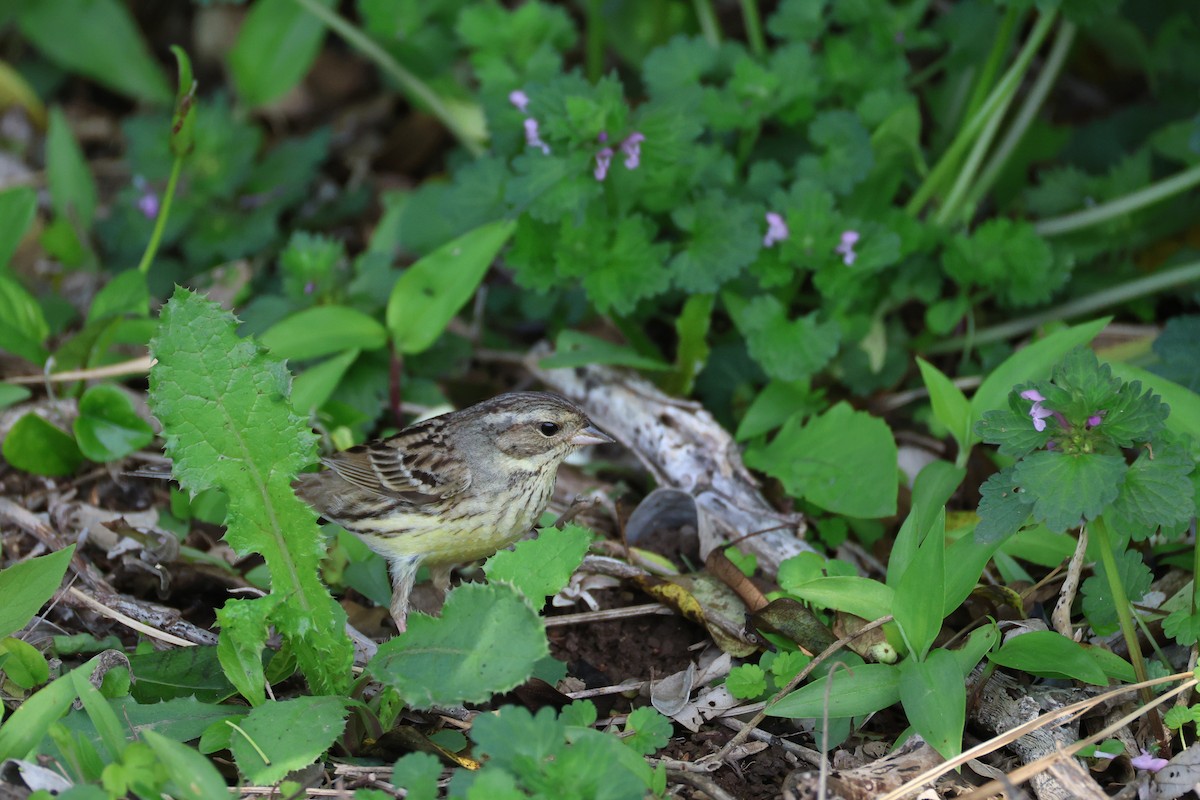 Black-faced/Masked Bunting - ML635522075