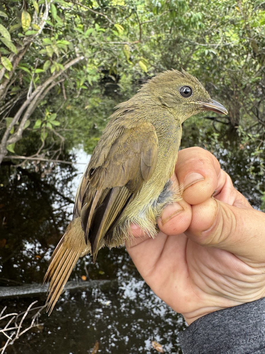 Bulbul verdâtre - ML635522076