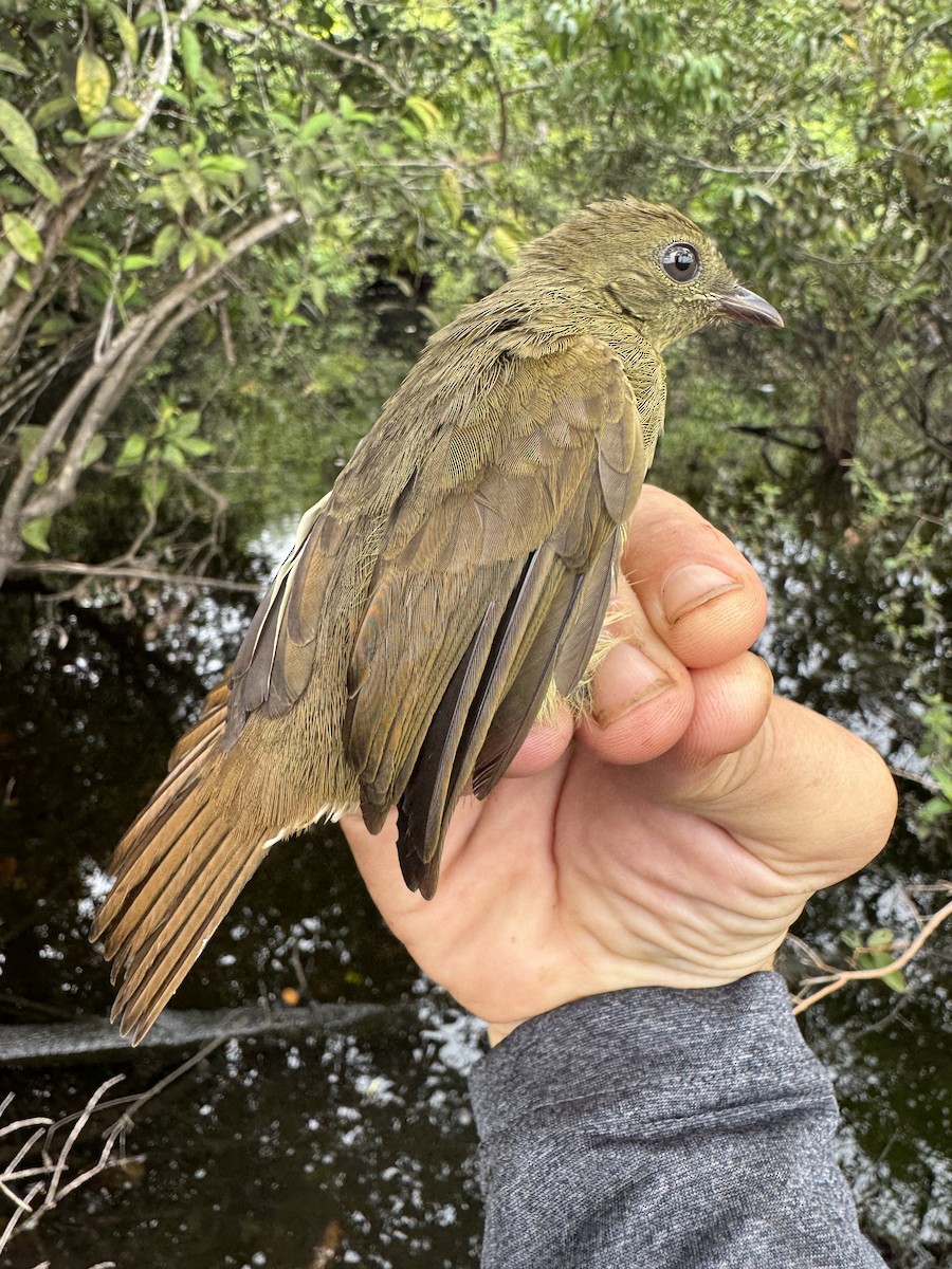 Bulbul verdâtre - ML635522077