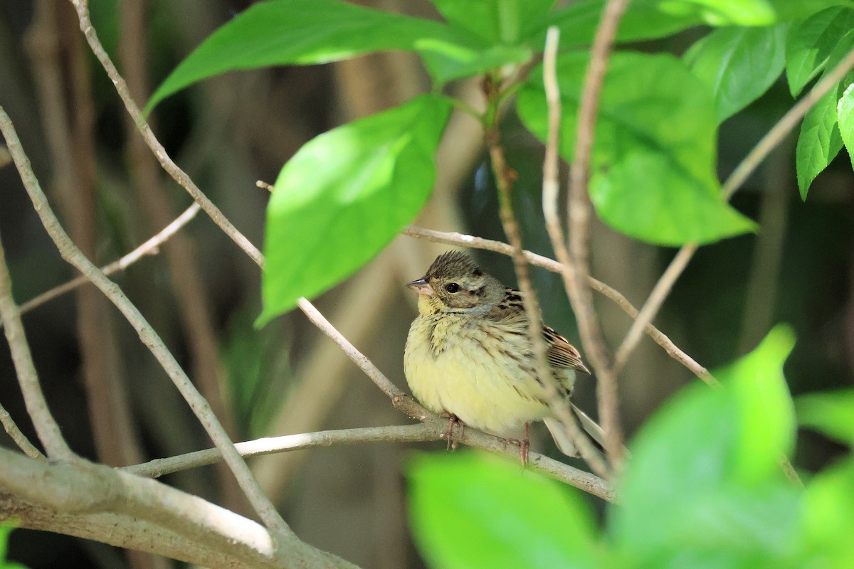 Black-faced/Masked Bunting - ML635522078
