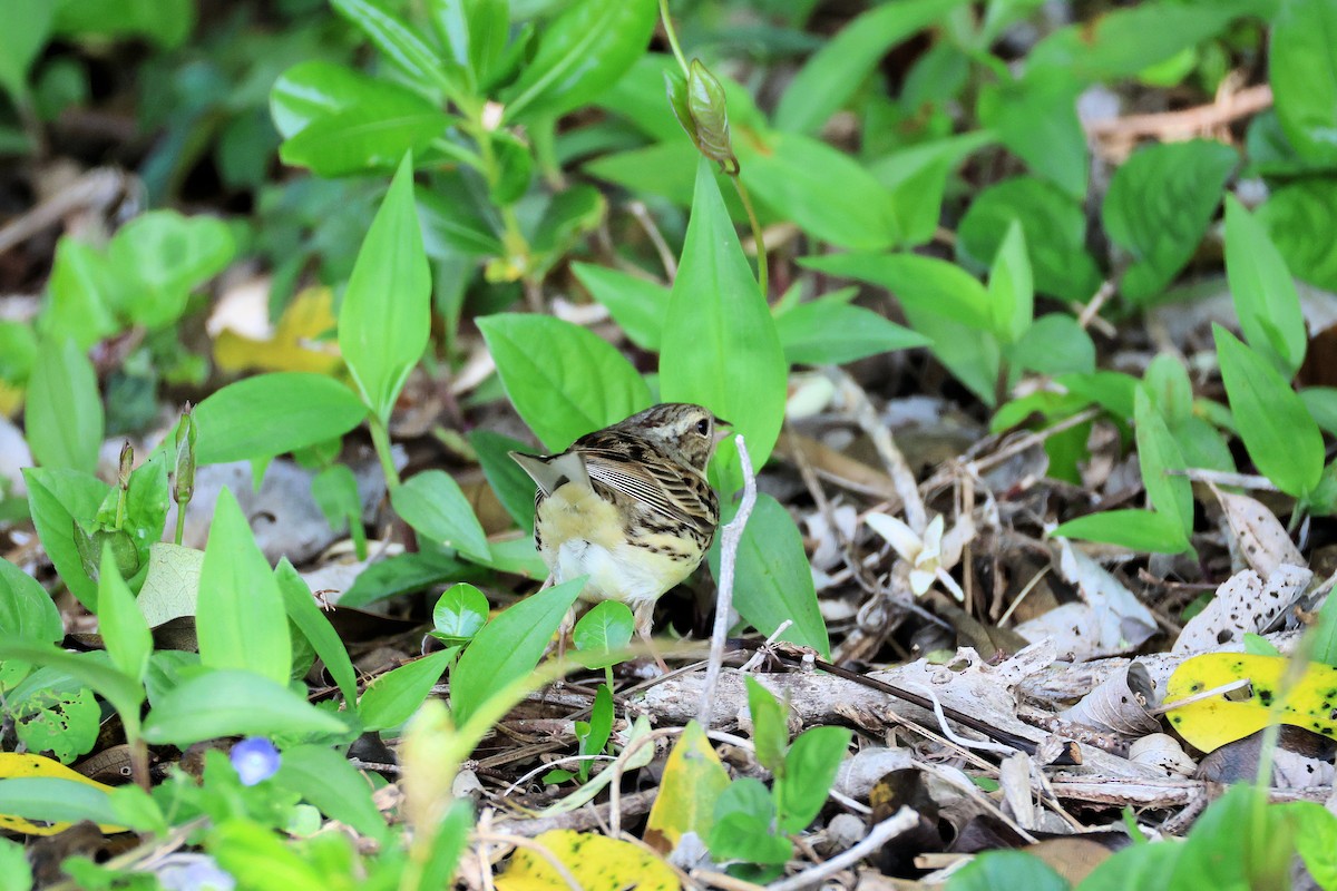 Black-faced/Masked Bunting - ML635522081