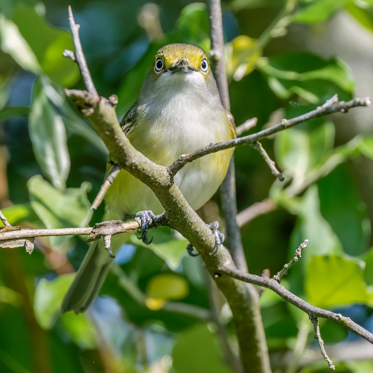 White-eyed Vireo - ML635522099