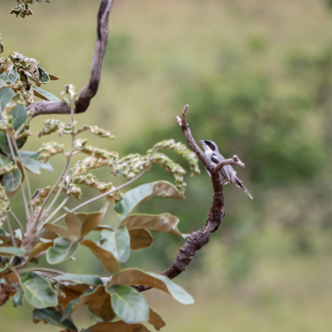 White-banded Tanager - ML635522100