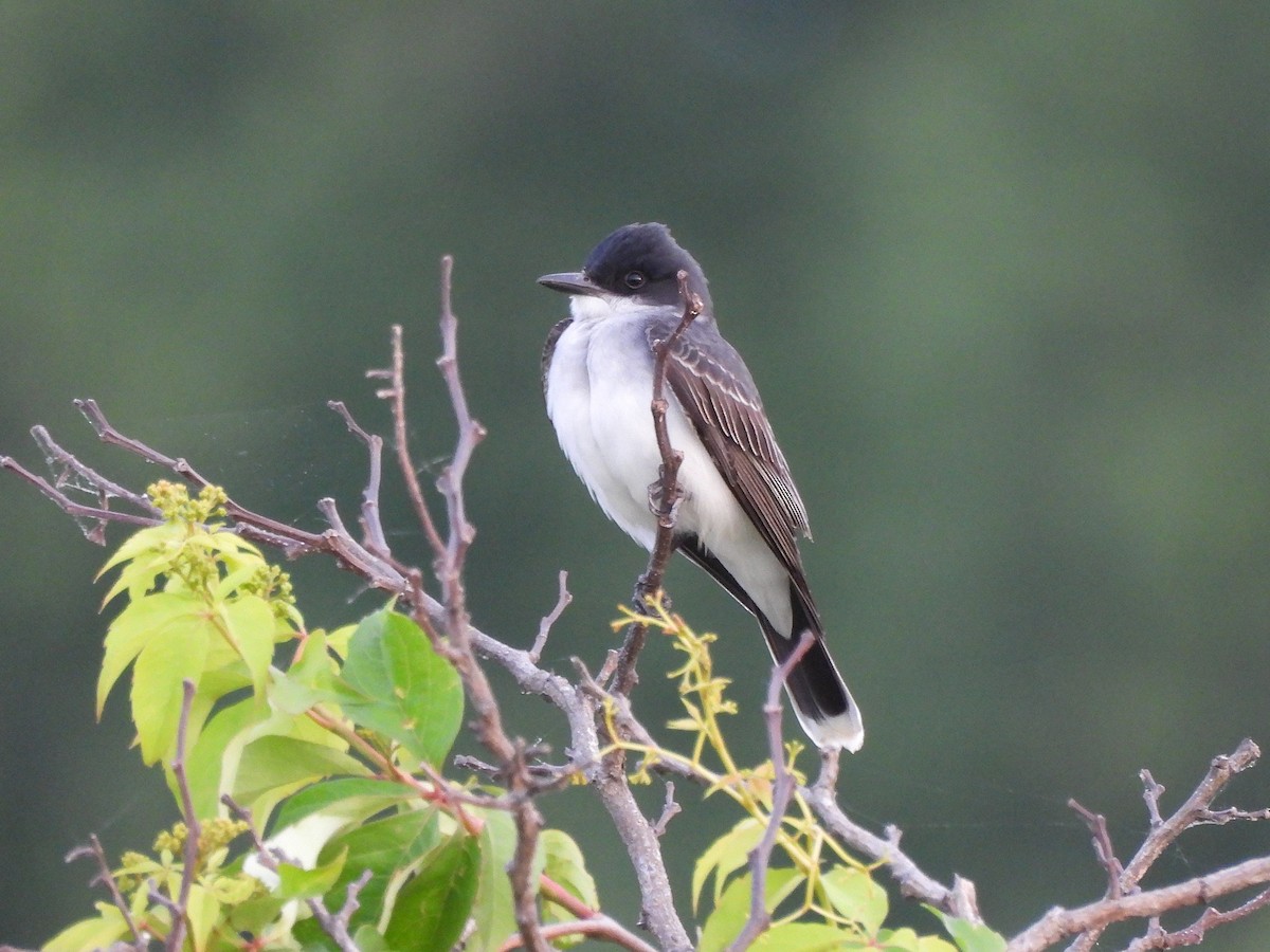 Eastern Kingbird - ML635522127