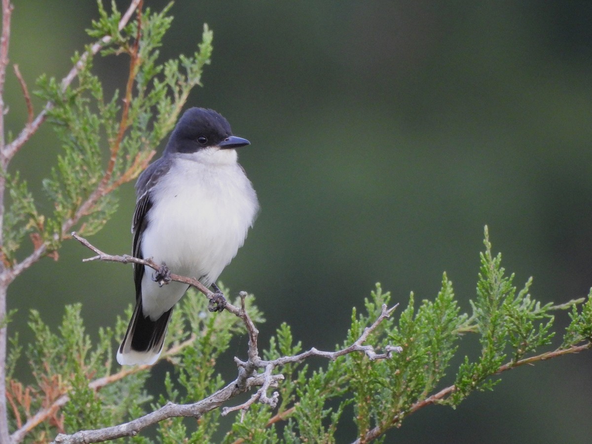 Eastern Kingbird - ML635522128