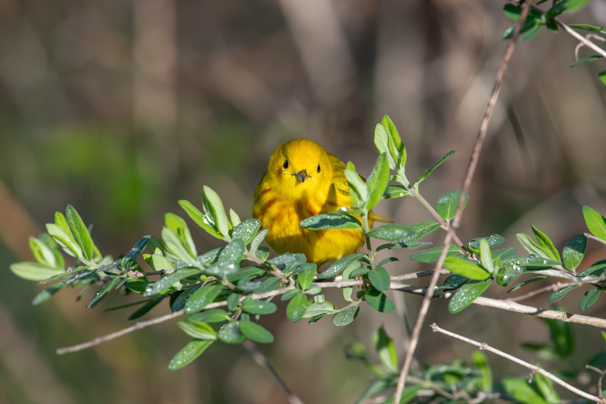 Yellow Warbler - ML635522140