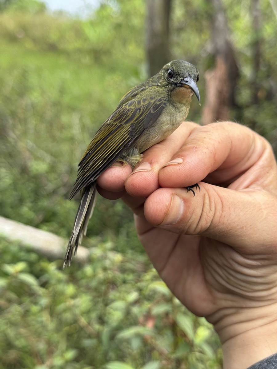 Olive Sunbird - ML635522158