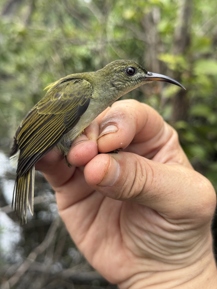 Olive Sunbird - ML635522159