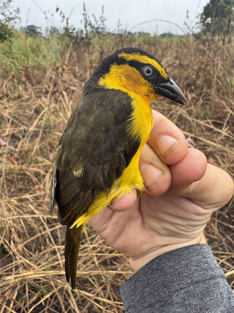 Black-necked Weaver - ML635522179